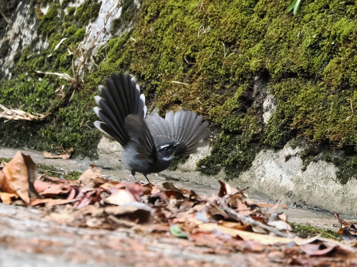 White-throated Fantail - ML618605203