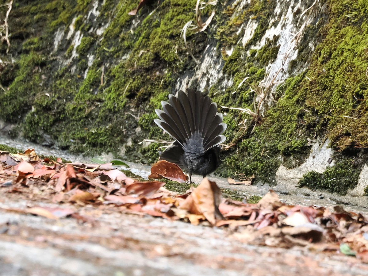 White-throated Fantail - ML618605204