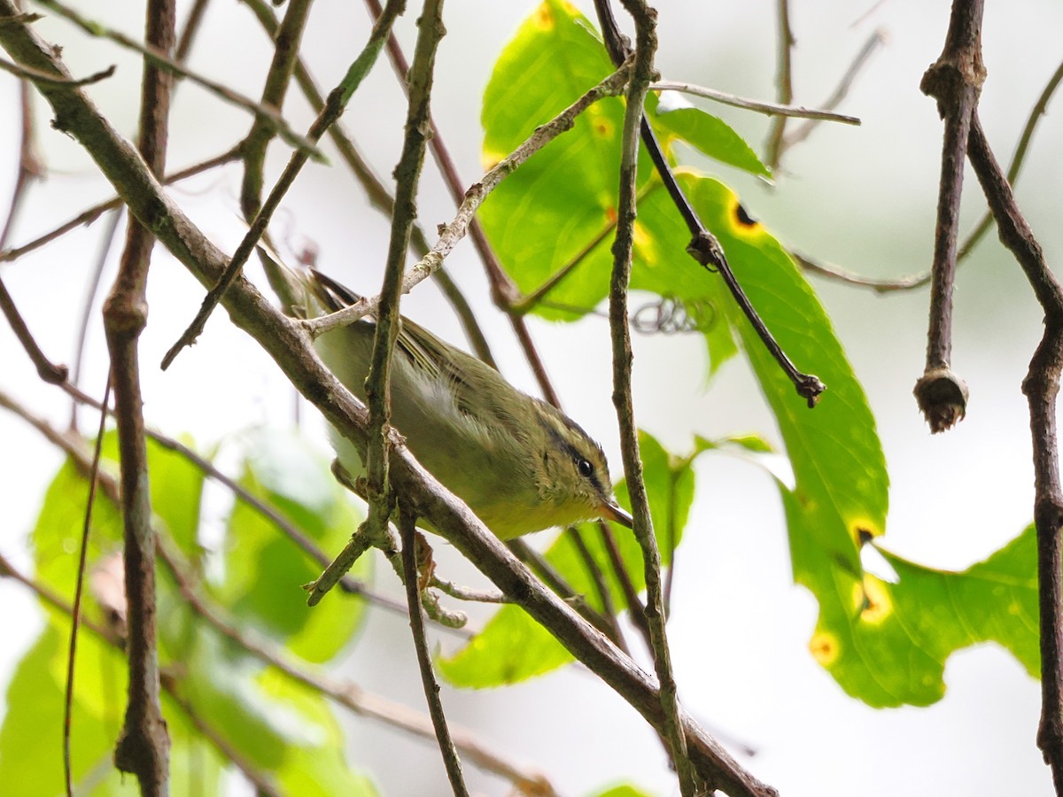 Mountain Leaf Warbler - Kuan Chih Yu
