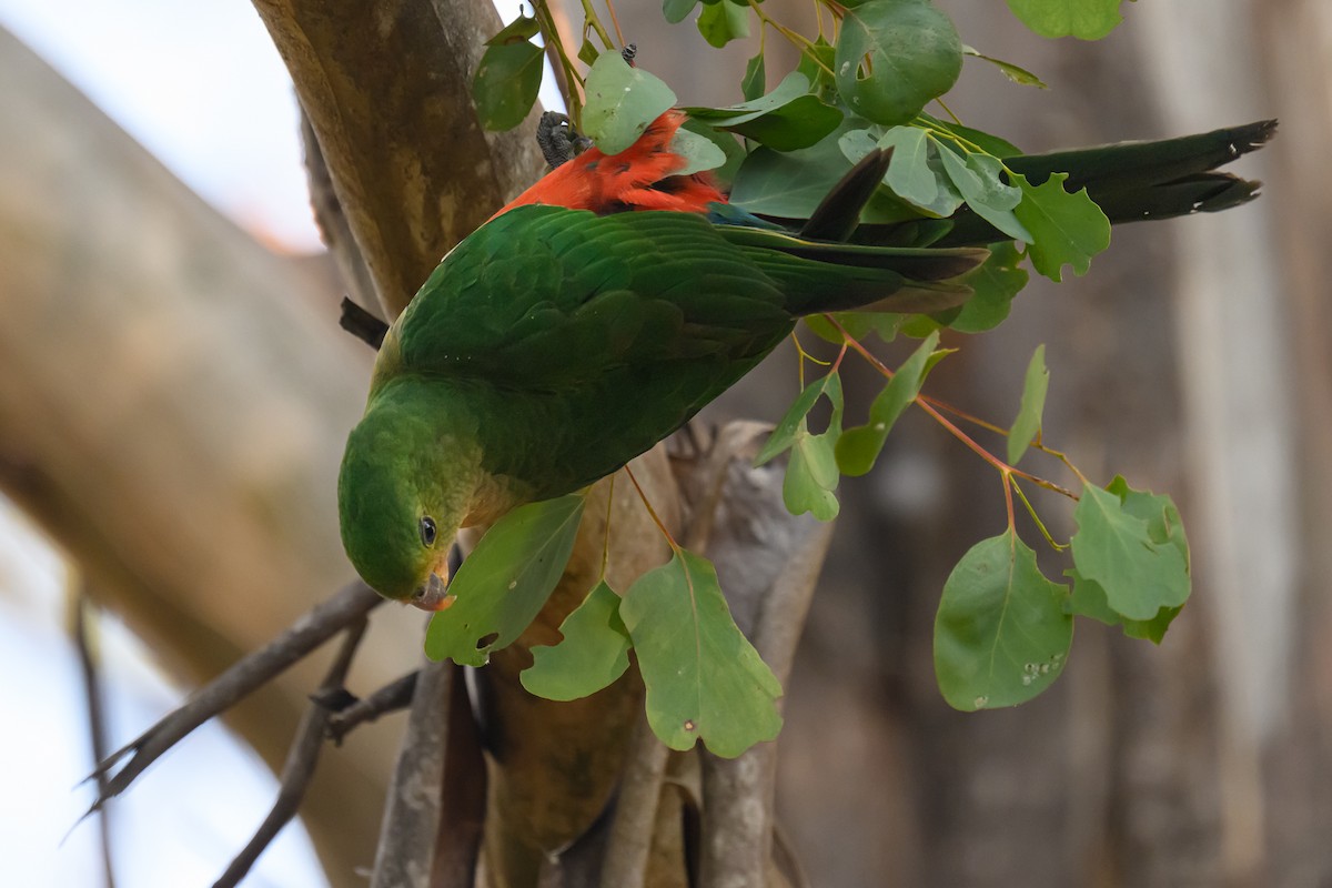 Australian King-Parrot - Eric Yeo