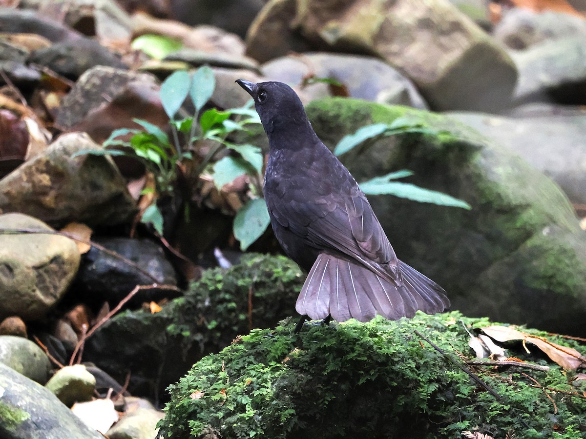 Борнейская синяя птица - ML618605220