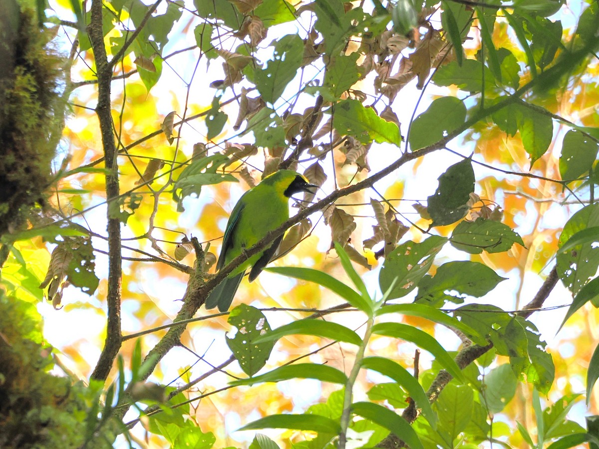 Borneoblattvogel - ML618605261