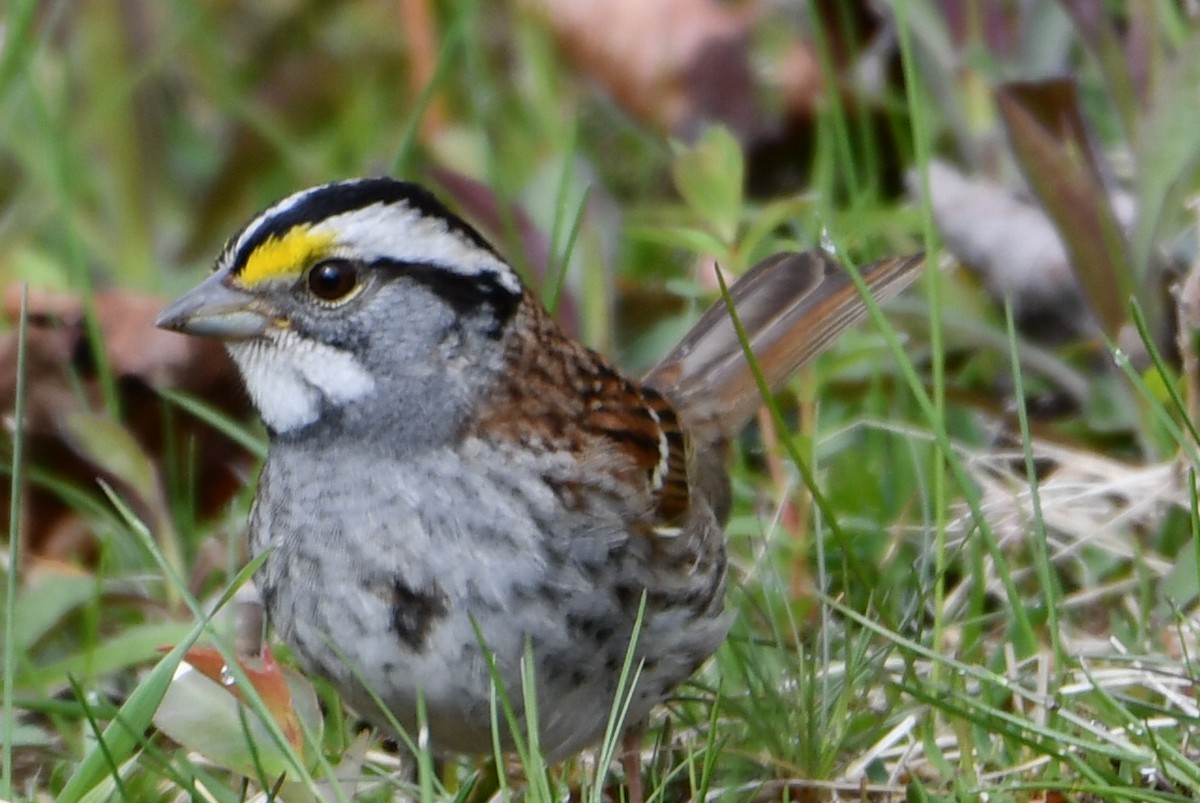 White-throated Sparrow - ML618605265