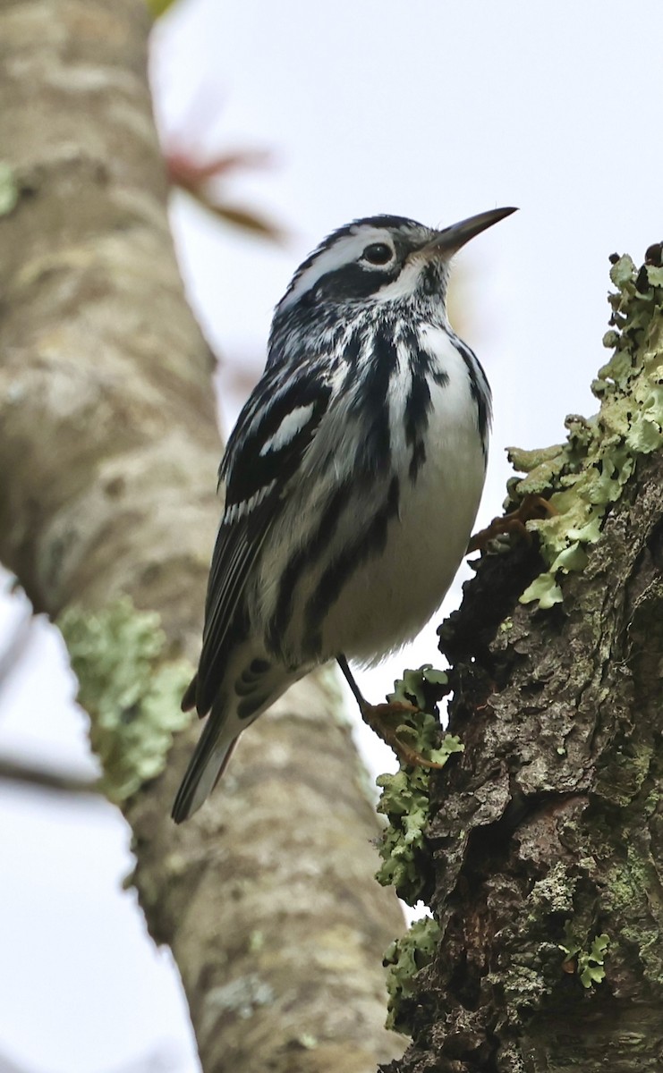 Black-and-white Warbler - ML618605292