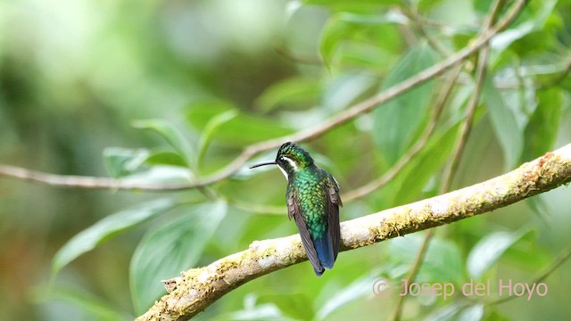 White-throated Mountain-gem (Blue-tailed) - ML618605297