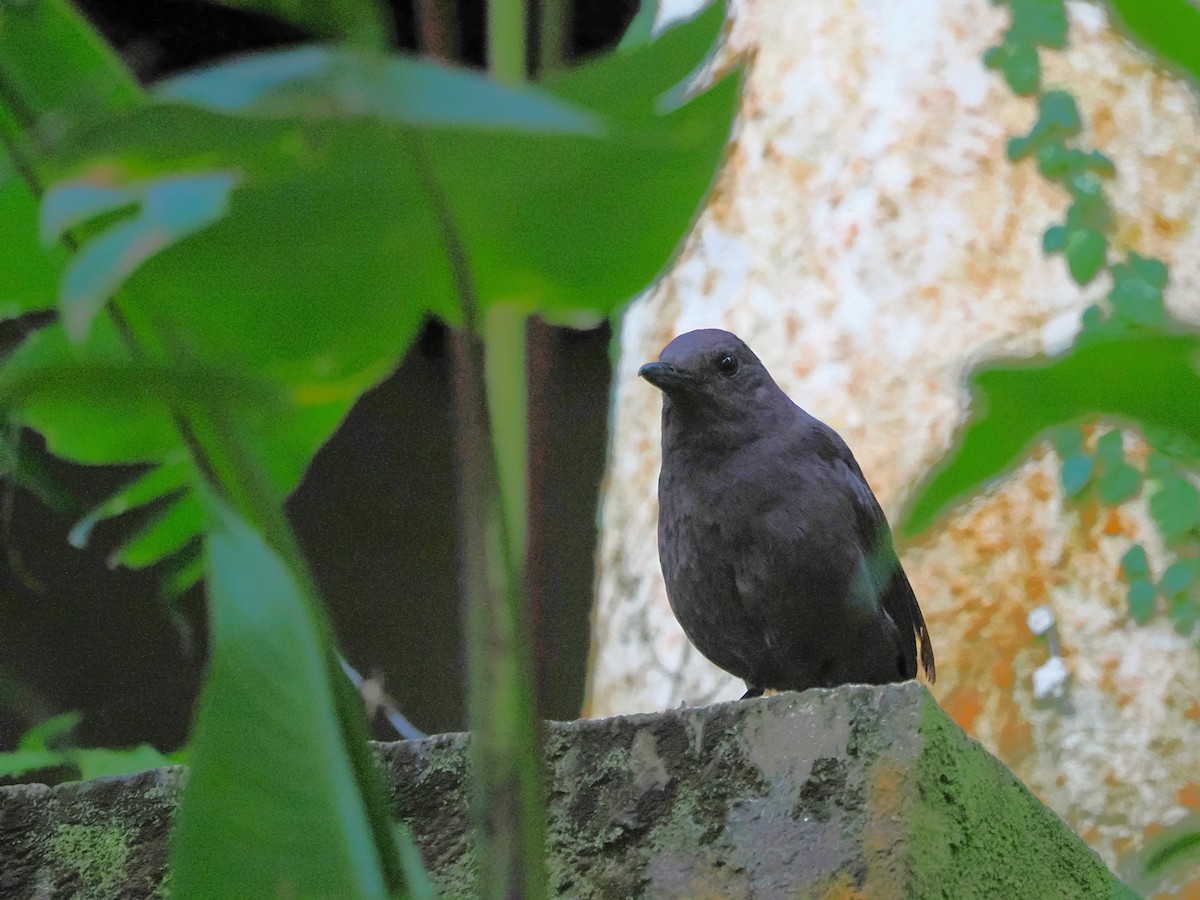 Борнейская синяя птица - ML618605298