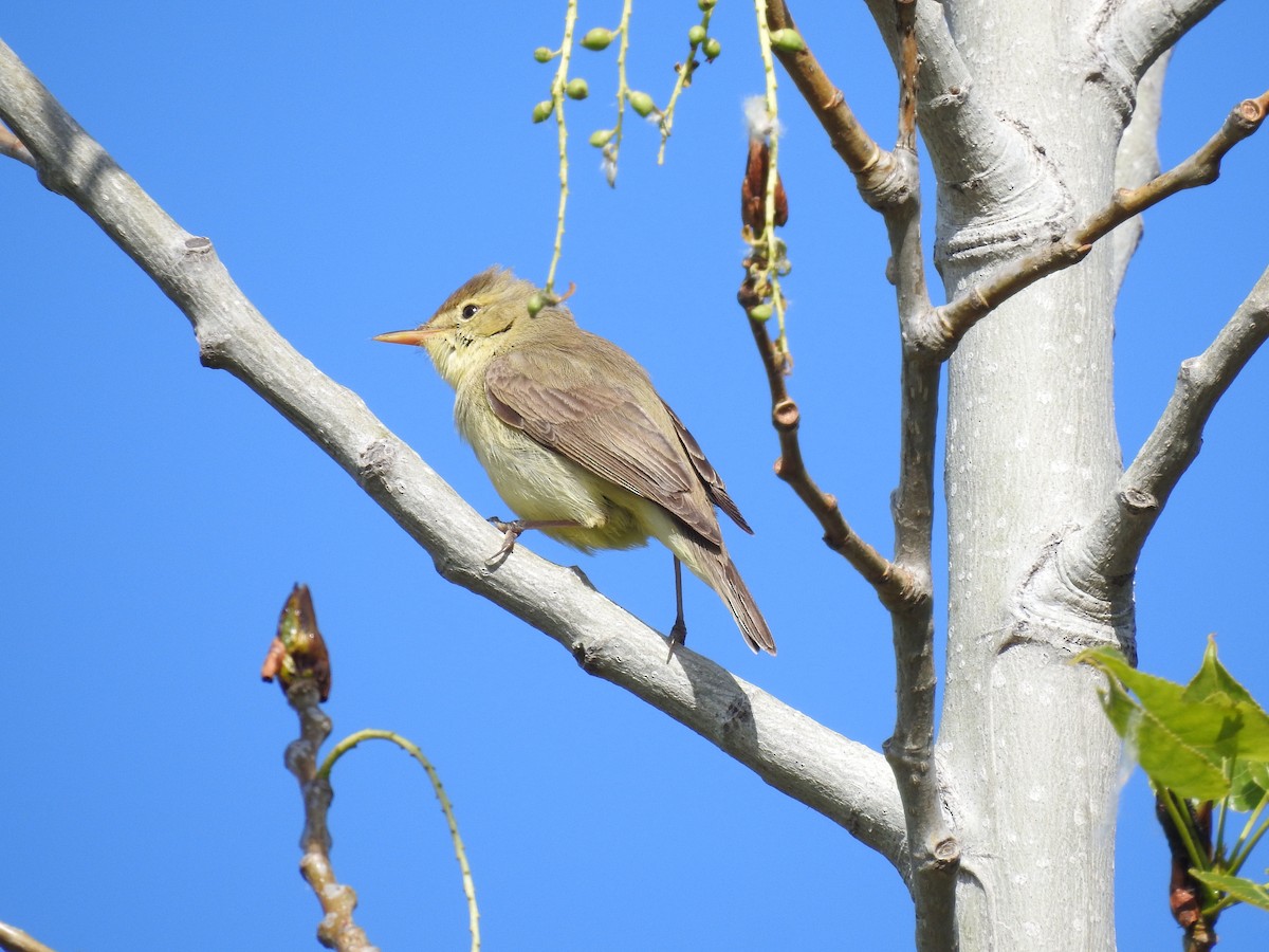Melodious Warbler - ML618605323