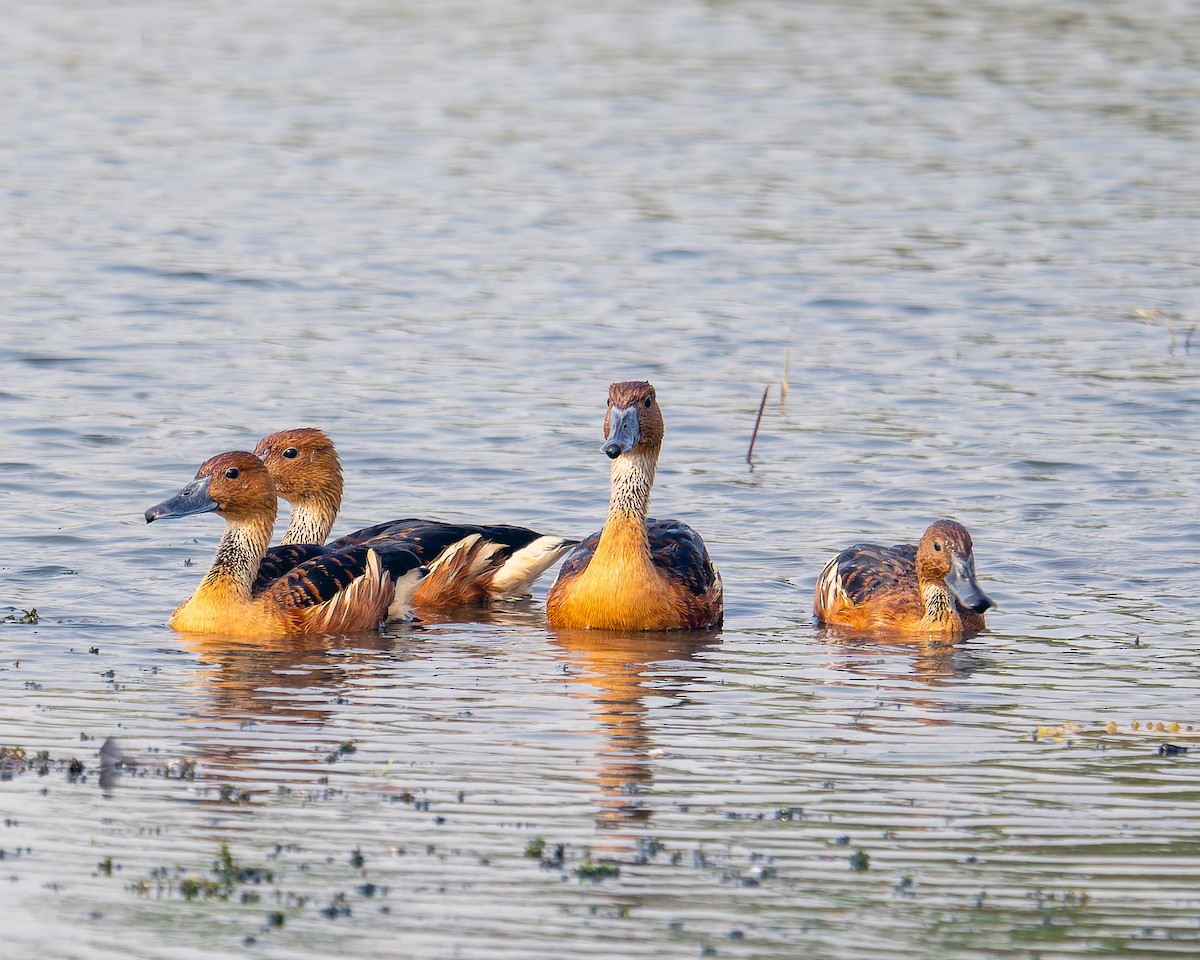 Fulvous Whistling-Duck - ML618605335