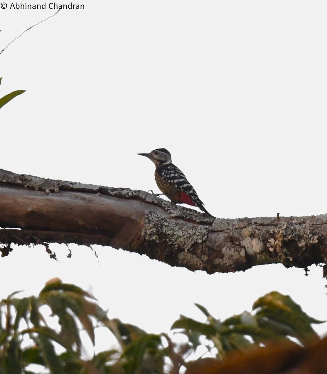 Stripe-breasted Woodpecker - ML618605341