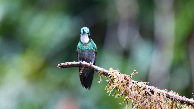 White-throated Mountain-gem (Blue-tailed) - ML618605345