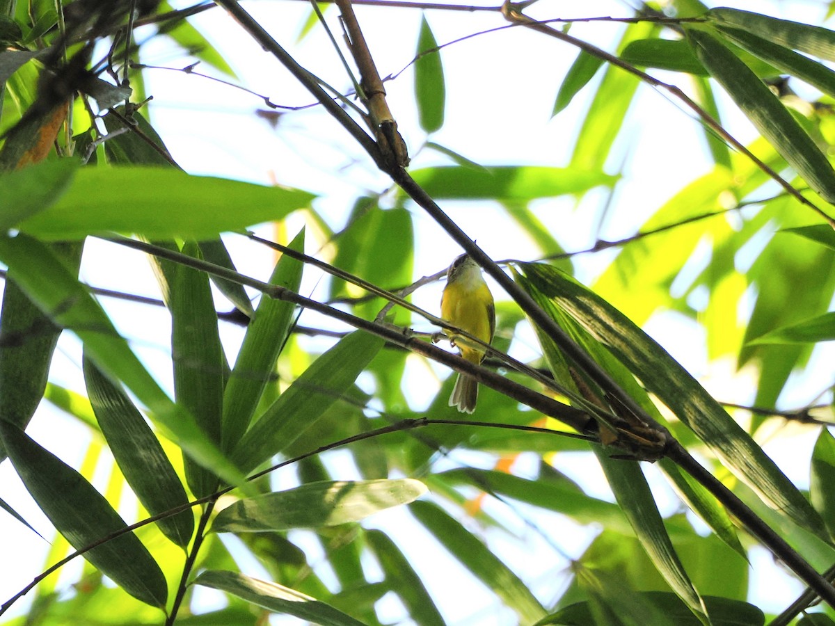 Yellow-bellied Warbler - ML618605447