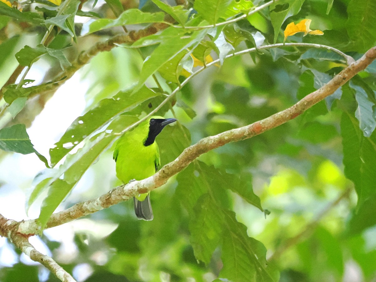 Lesser Green Leafbird - ML618605473