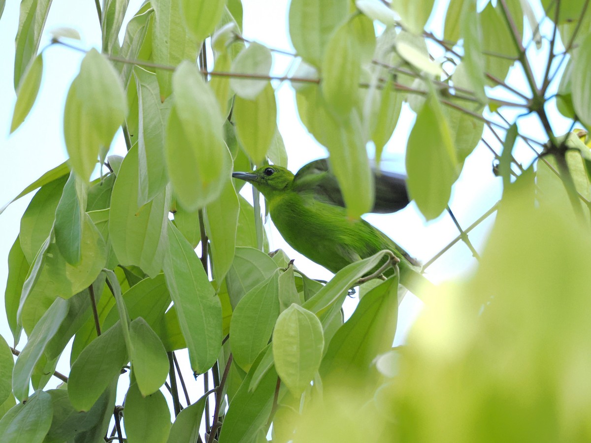 Lesser Green Leafbird - ML618605475