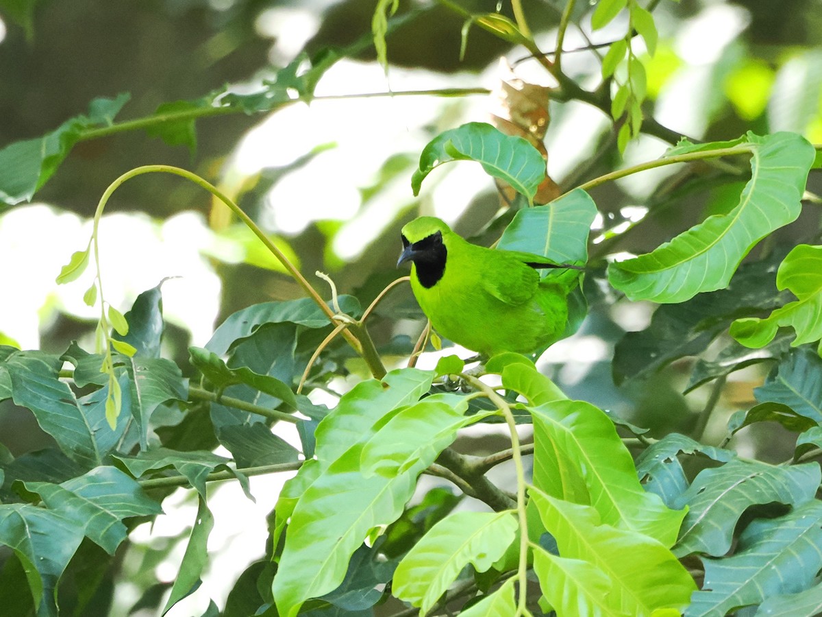 Lesser Green Leafbird - ML618605477