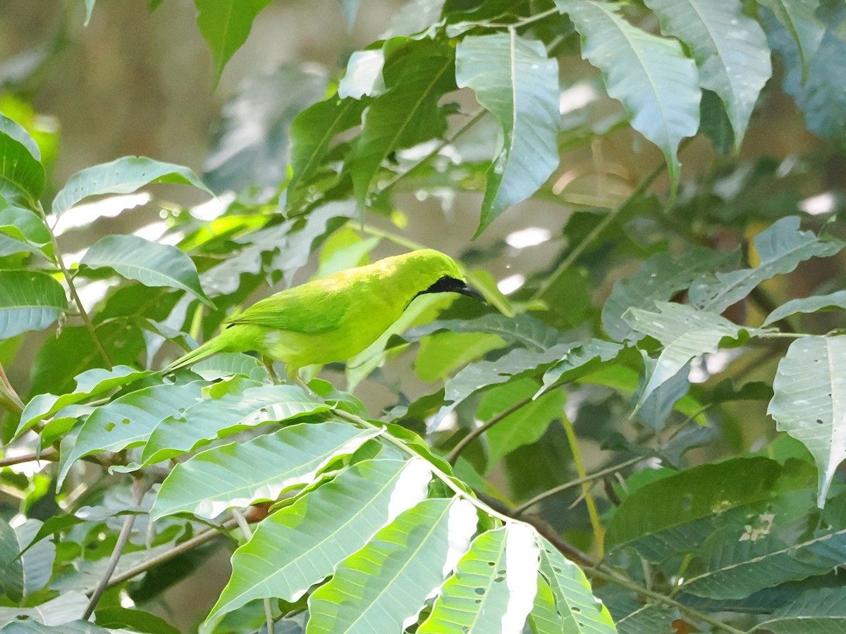 Lesser Green Leafbird - ML618605478