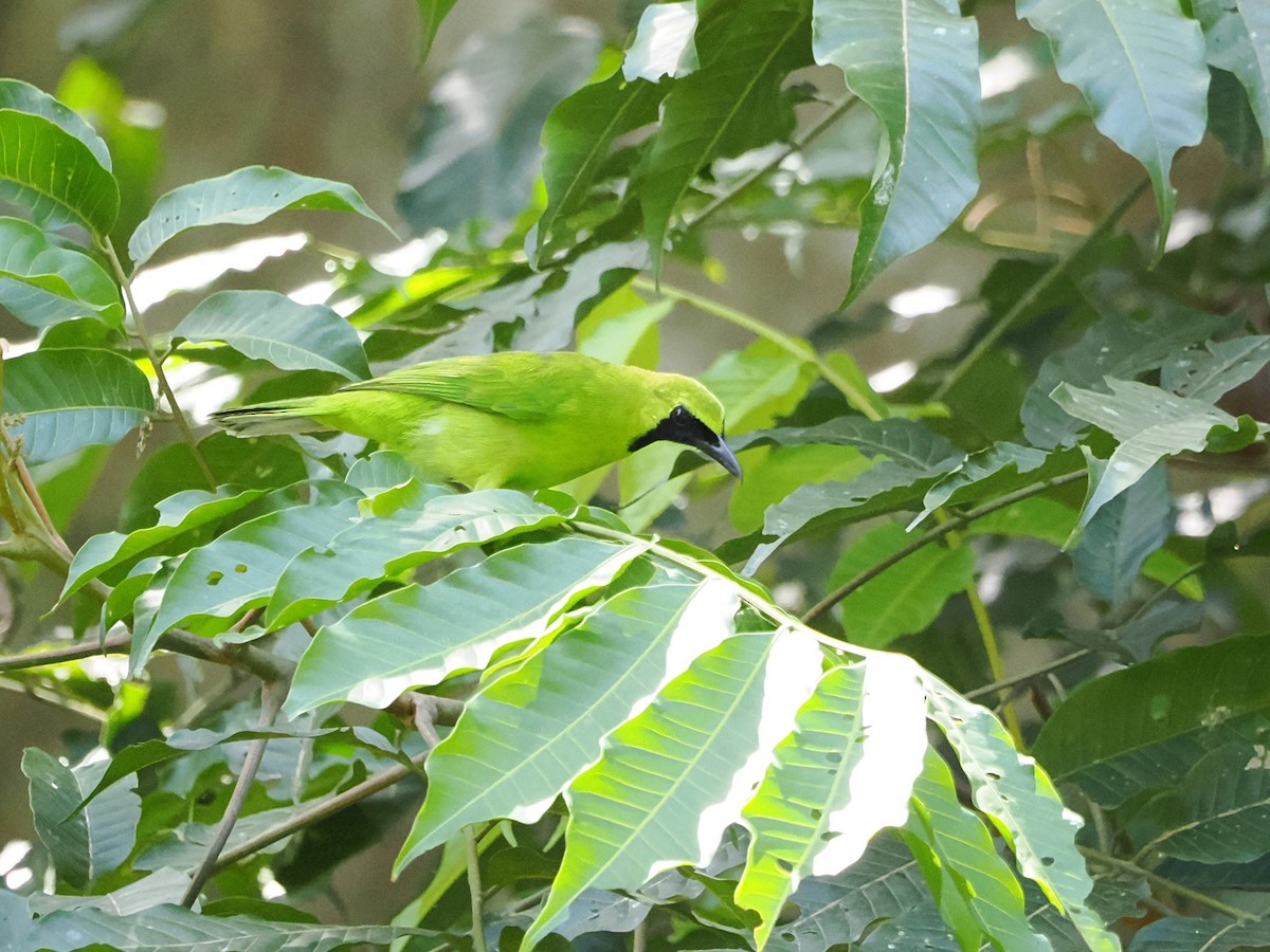 Lesser Green Leafbird - ML618605480