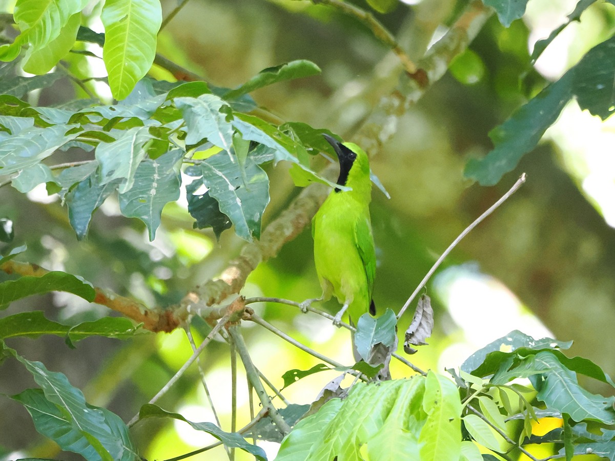 Lesser Green Leafbird - ML618605481