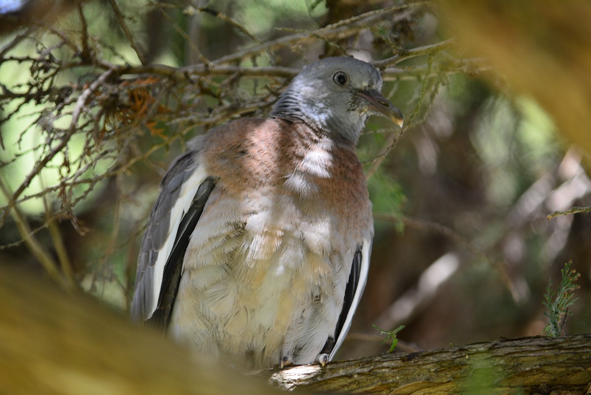 Common Wood-Pigeon - ML618605499