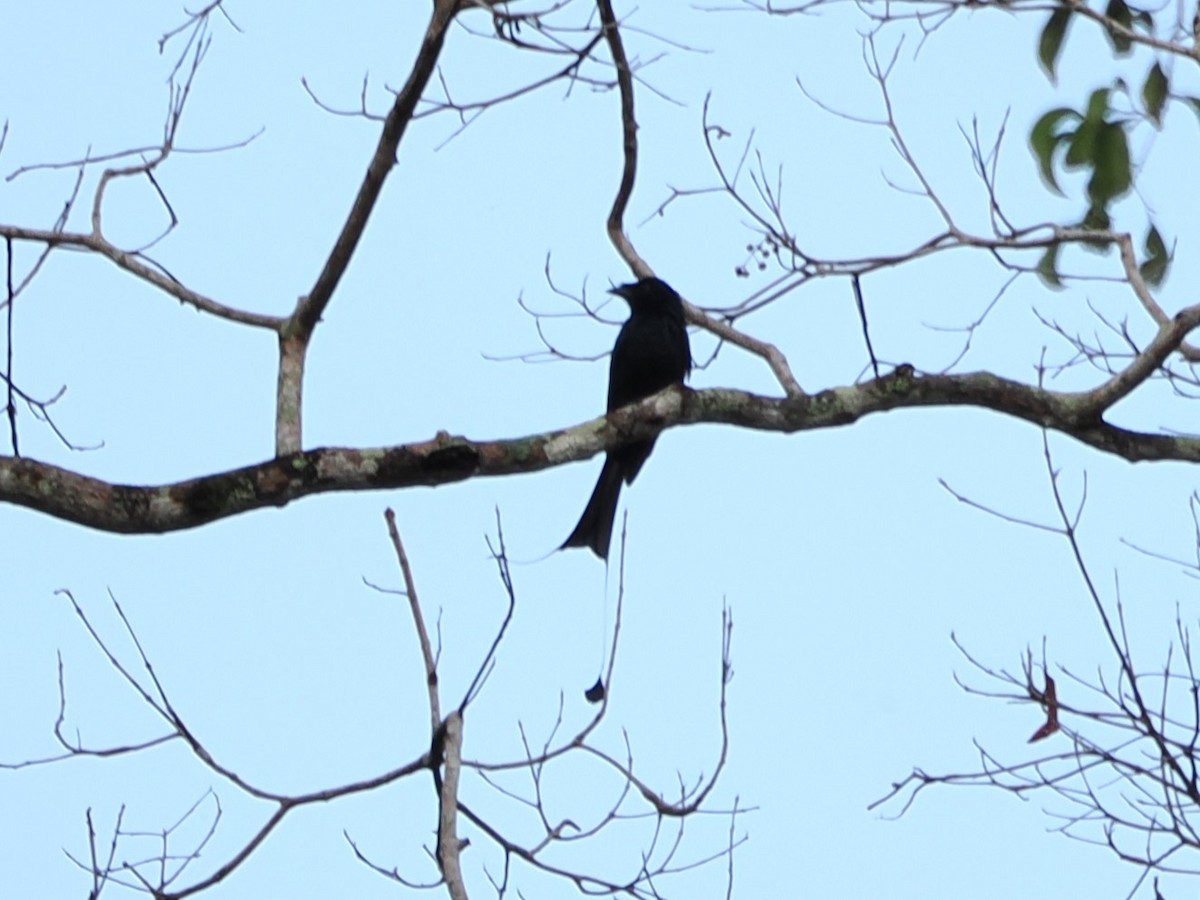 Greater Racket-tailed Drongo - ML618605515
