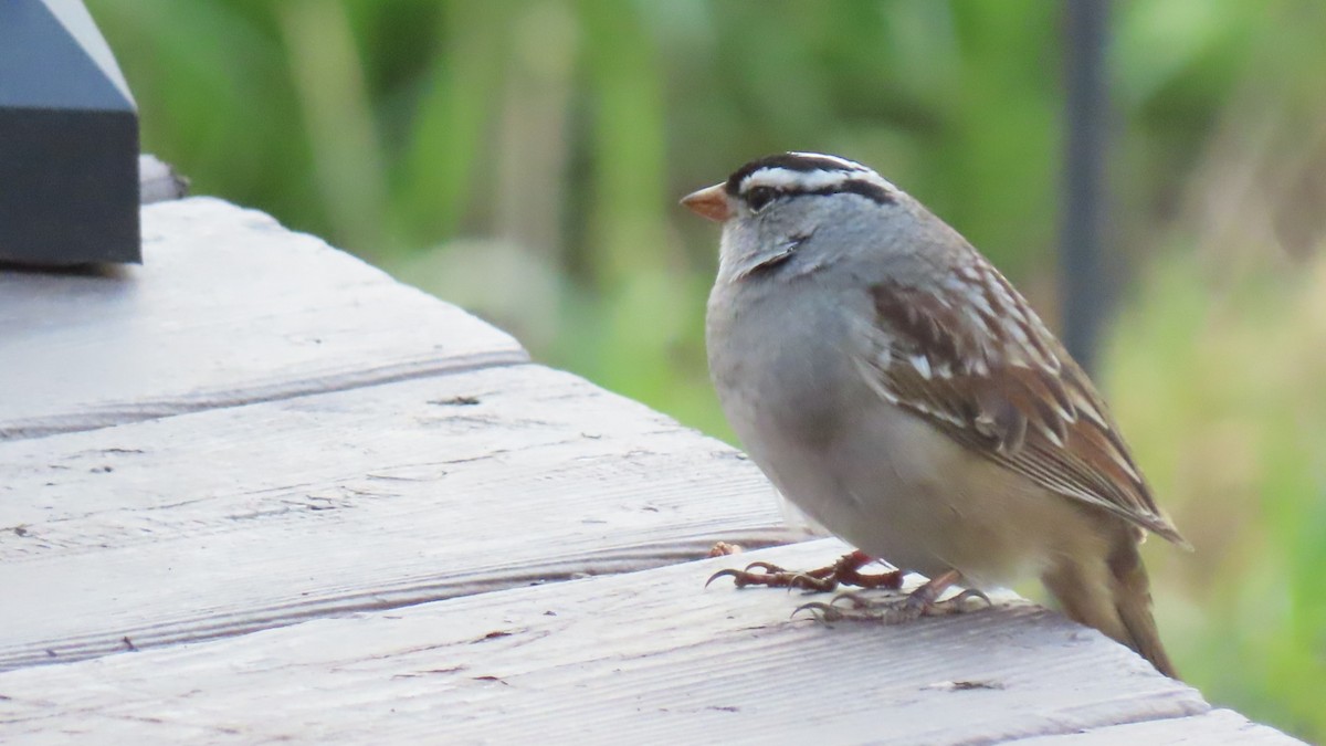 White-crowned Sparrow - ML618605517