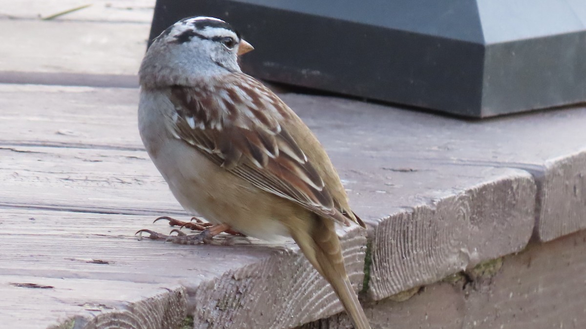 White-crowned Sparrow - ML618605518