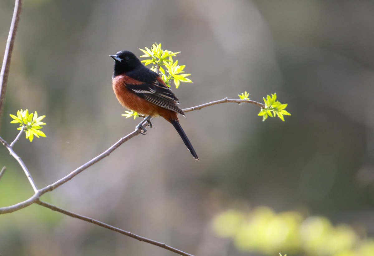Orchard Oriole - ML618605520