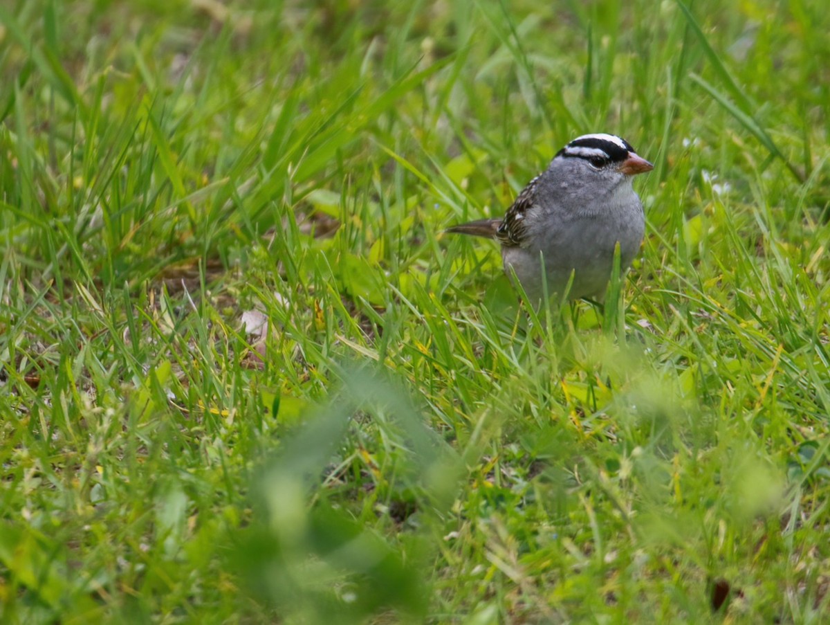 White-crowned Sparrow - Richard Rowlee