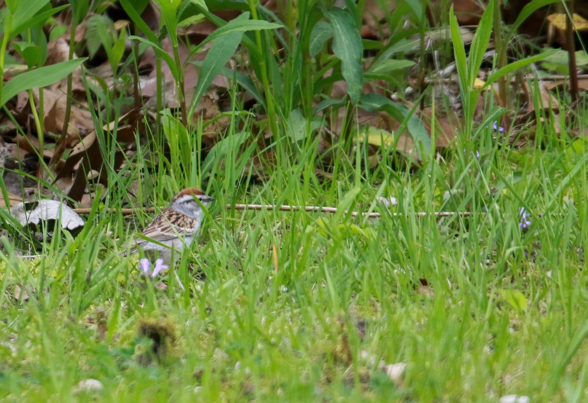 Chipping Sparrow - ML618605530