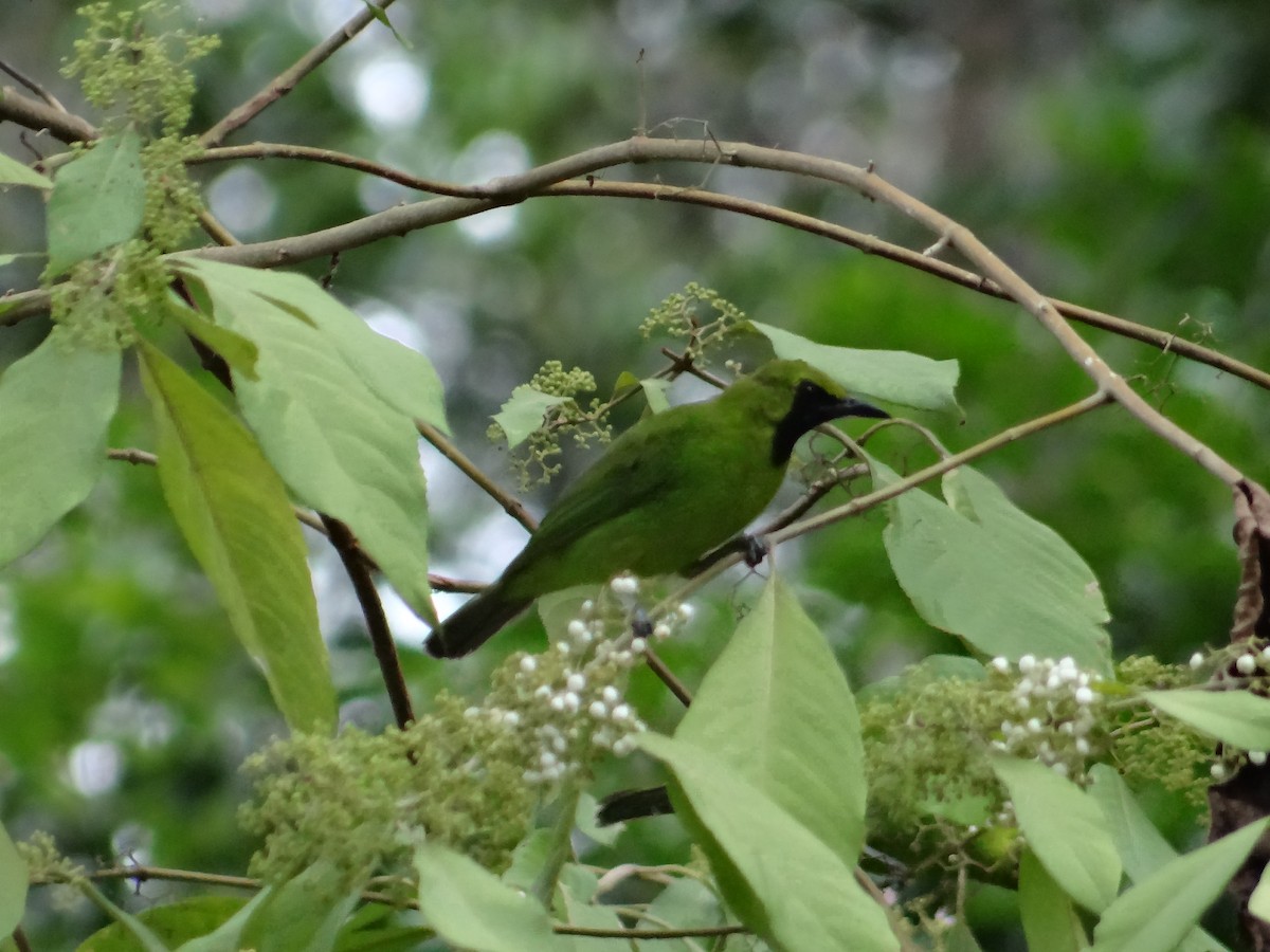 Greater Green Leafbird - ML618605544