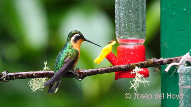 kolibřík pokřovní (ssp. castaneoventris) - ML618605548