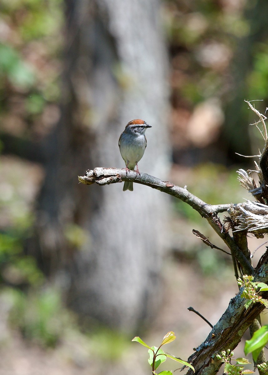 Chipping Sparrow - ML618605662