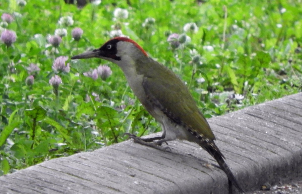 Eurasian Green Woodpecker - ML618605666