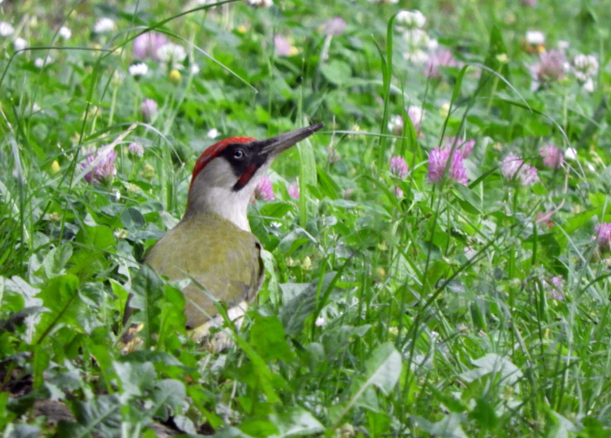 Eurasian Green Woodpecker - ML618605667