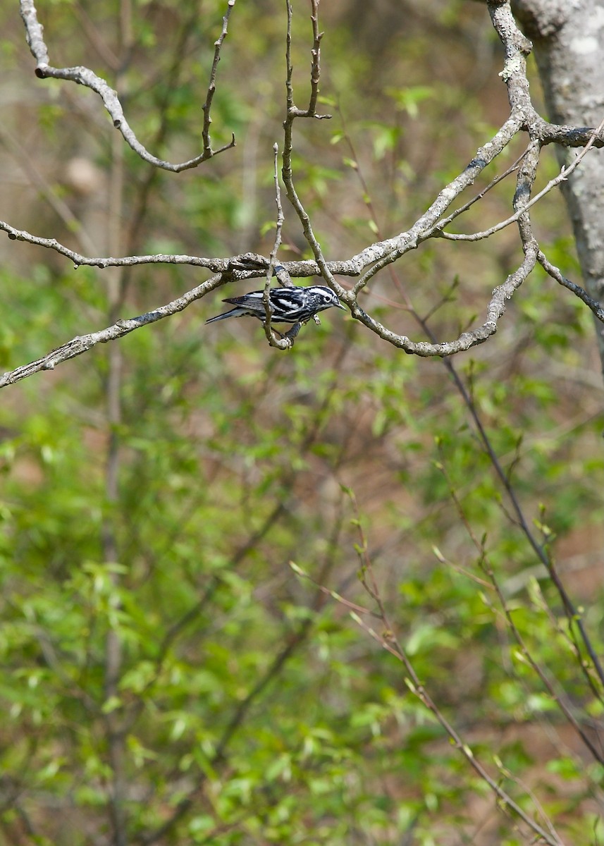 Black-and-white Warbler - ML618605673