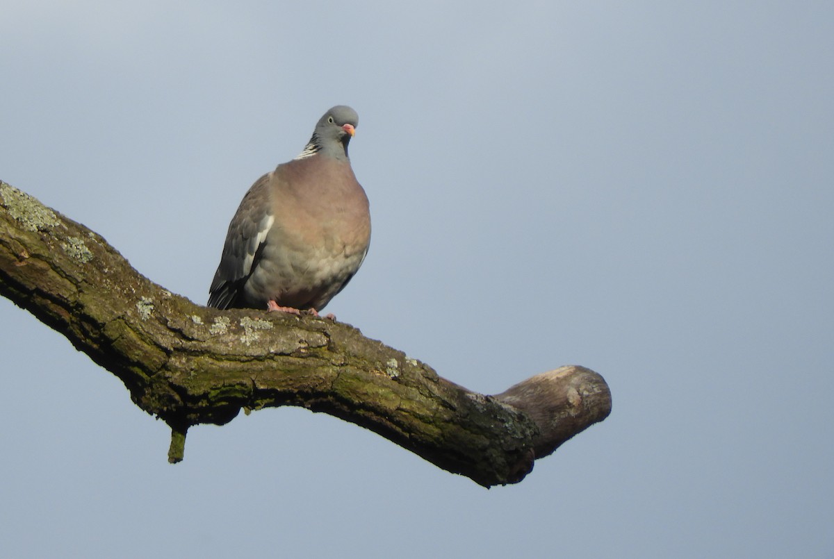 Common Wood-Pigeon - ML618605686
