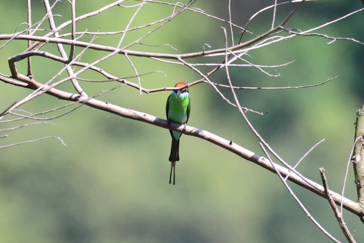 Rufous-crowned Bee-eater - ML618605702