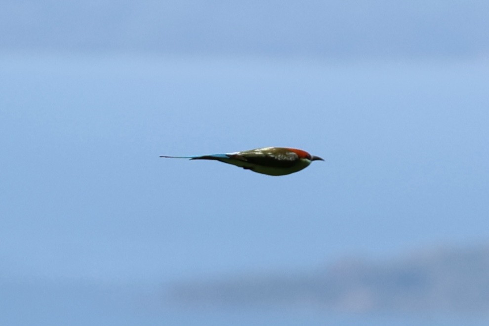 Rufous-crowned Bee-eater - ML618605703