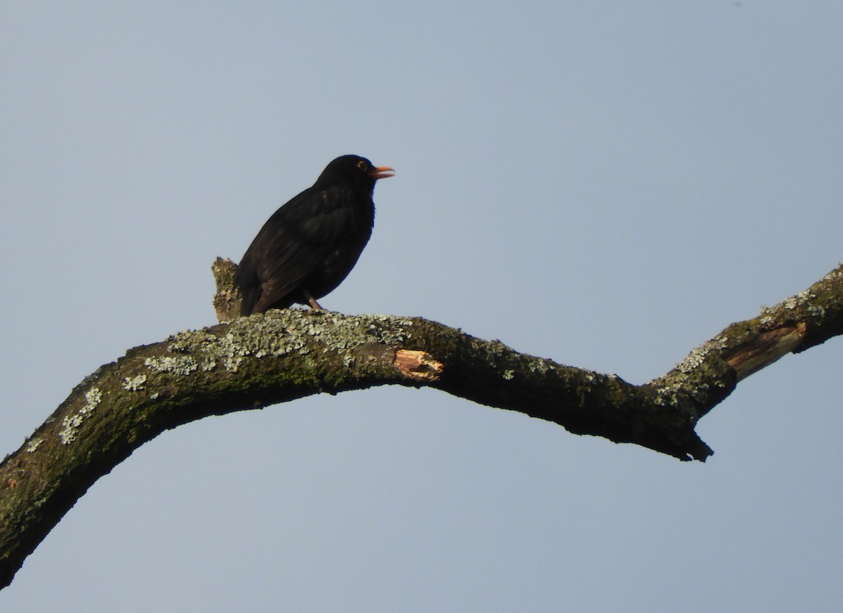 Eurasian Blackbird - ML618605716