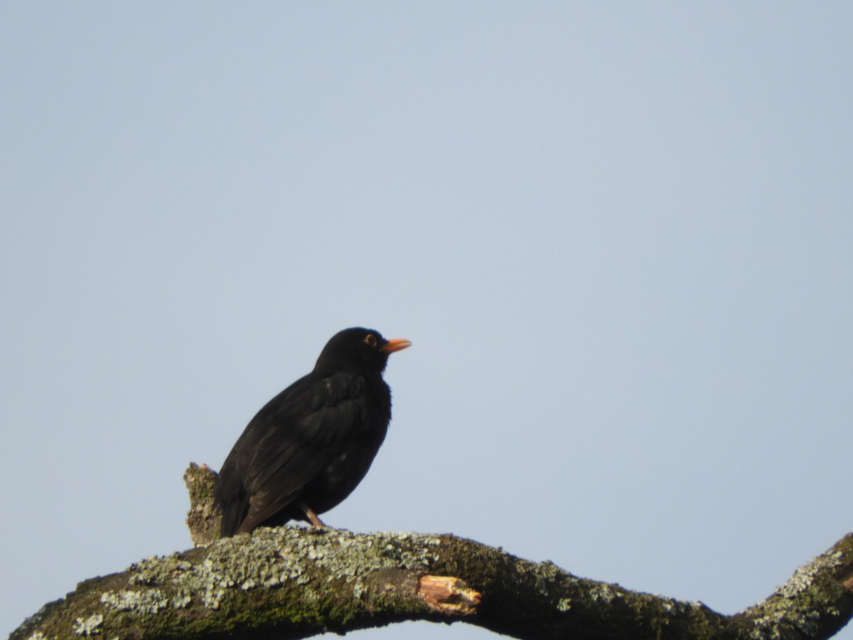 Eurasian Blackbird - ML618605717