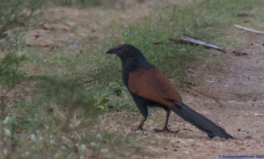Greater Coucal - ML618605718