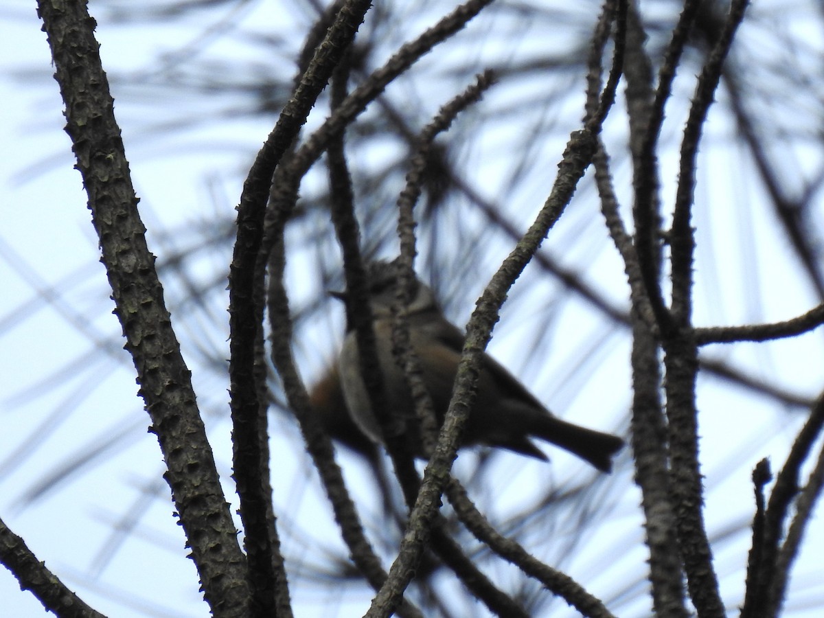 Crested Tit - ML618605767