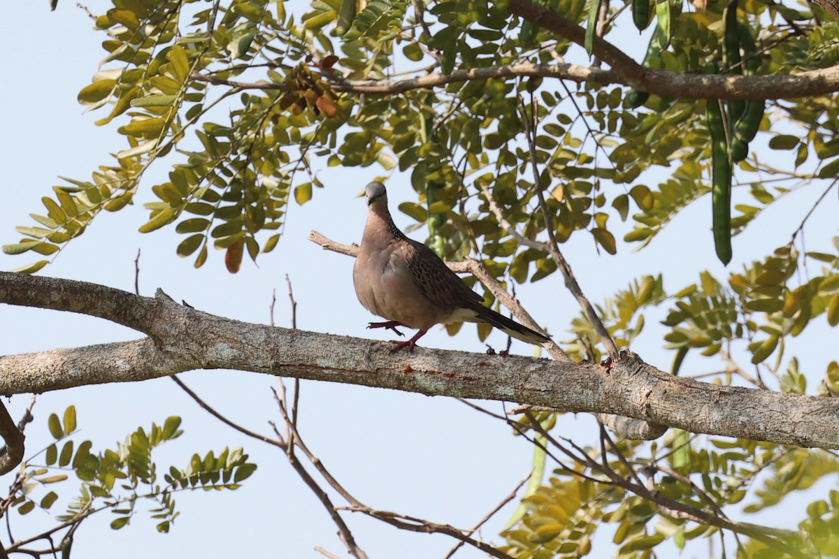 Spotted Dove - ML618605781