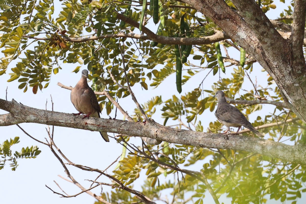 Spotted Dove - ML618605782