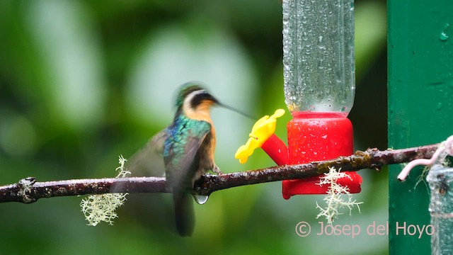 kolibřík pokřovní (ssp. castaneoventris) - ML618605788