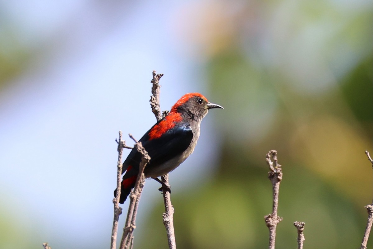 Scarlet-backed Flowerpecker - ML618605790