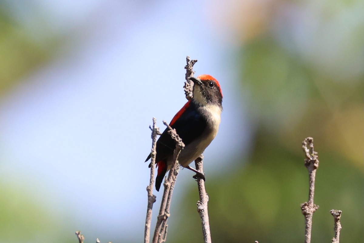Scarlet-backed Flowerpecker - ML618605791