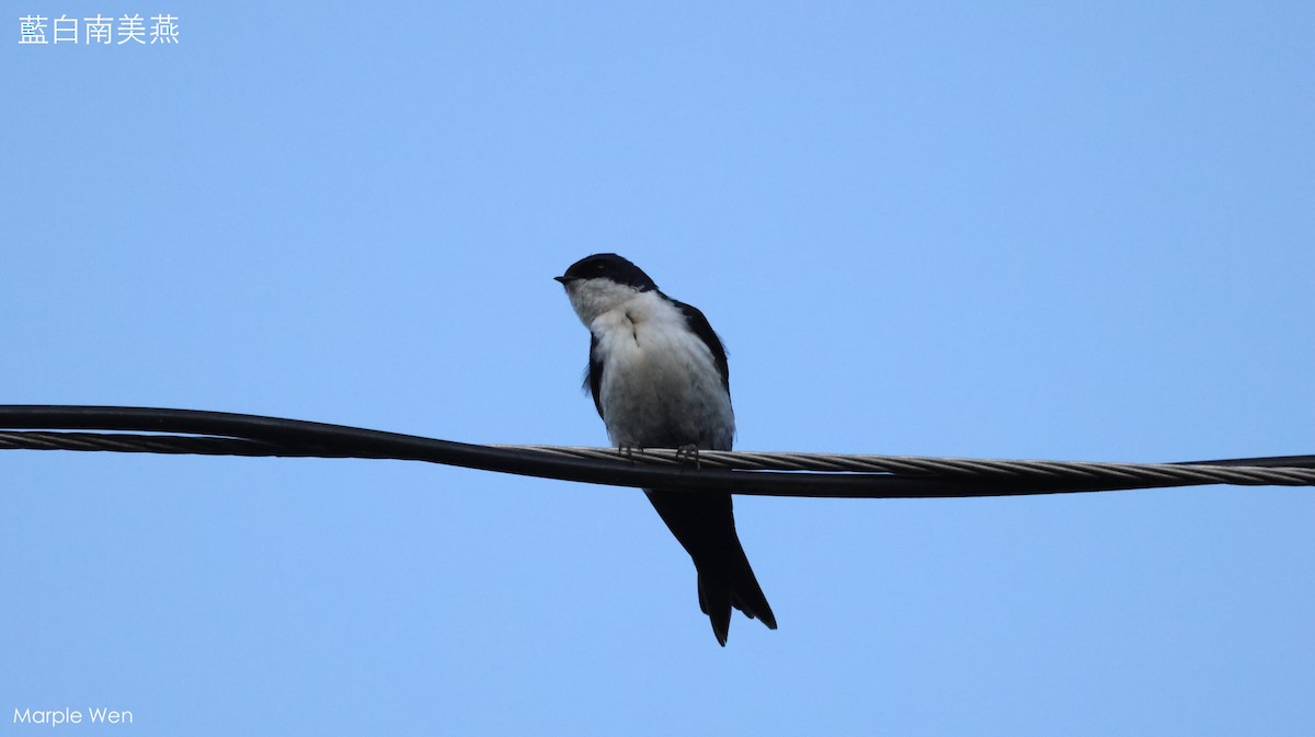 Blue-and-white Swallow - ML618605804
