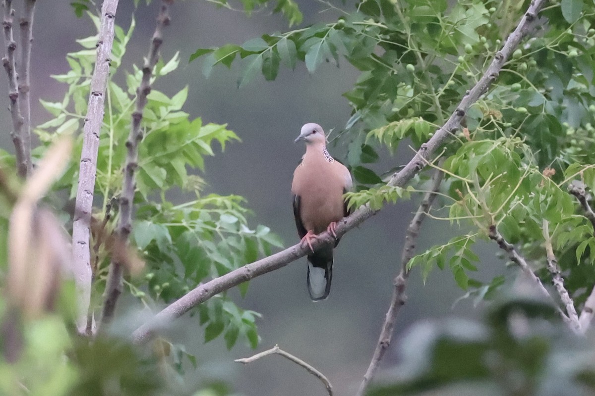 Spotted Dove - ML618605834