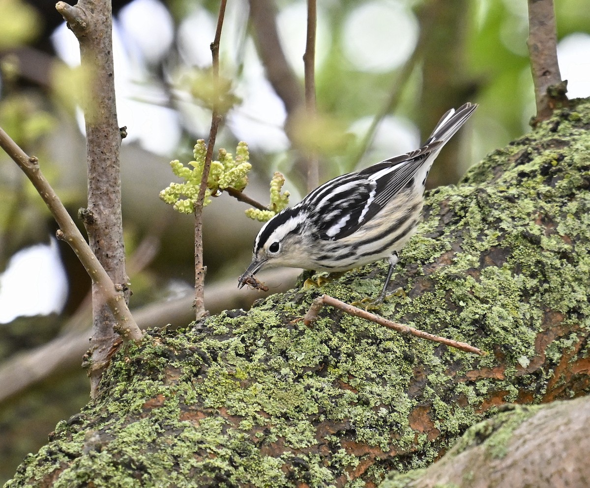 Black-and-white Warbler - ML618605839