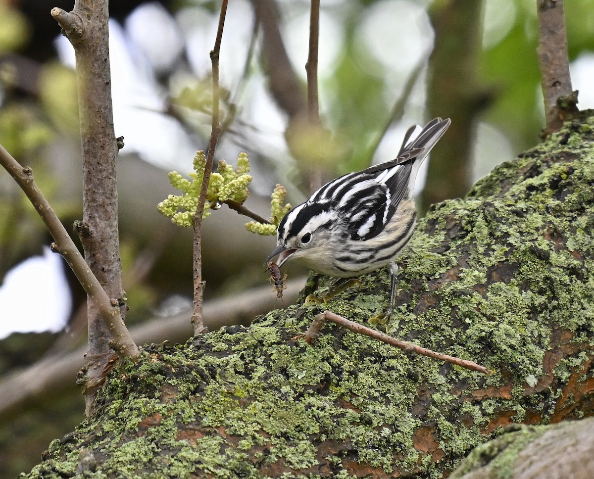 Black-and-white Warbler - ML618605861